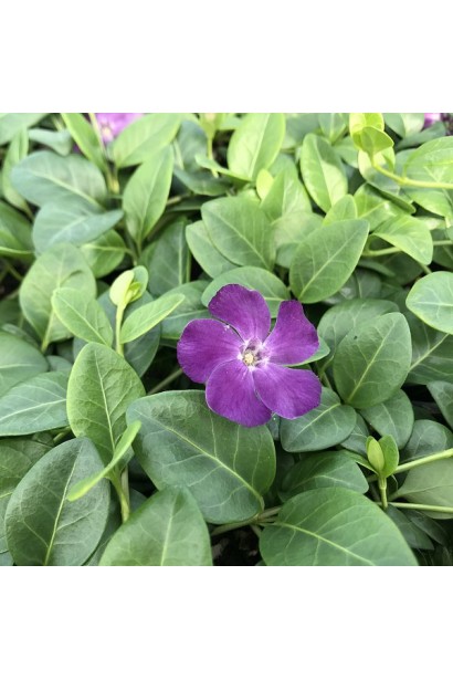  Vinca minor Verino