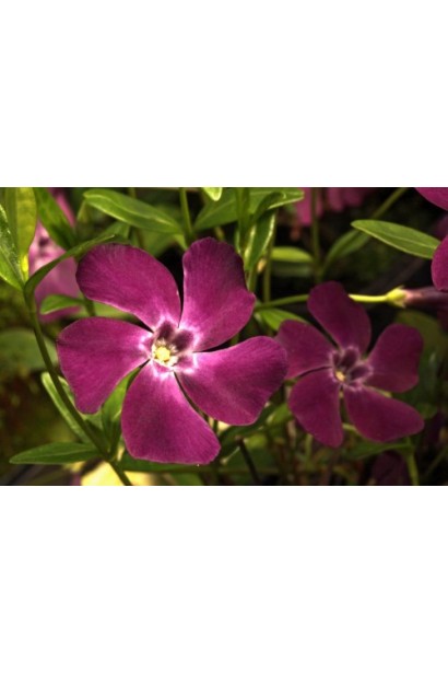 Барвинок малый Верино бордовый