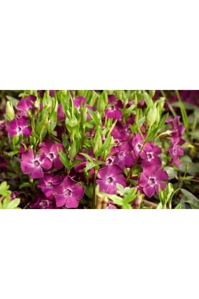 Барвинок малый Верино цветение