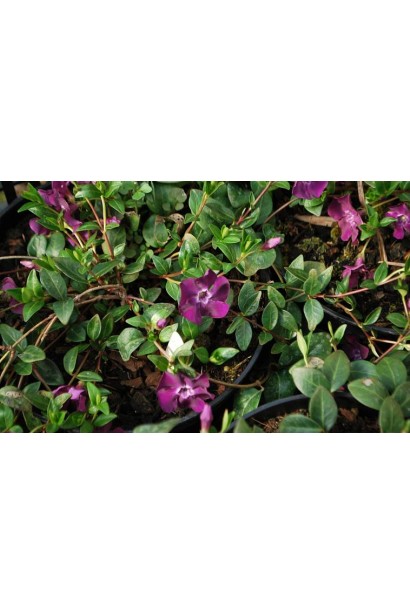 Барвинок малый Verino стелющийся многолетник