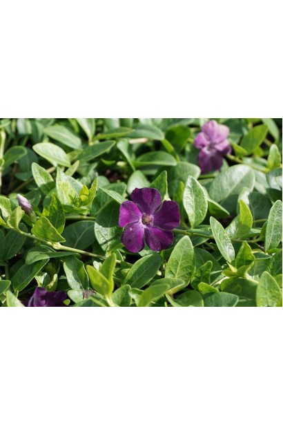 Барвинок маленький Верино