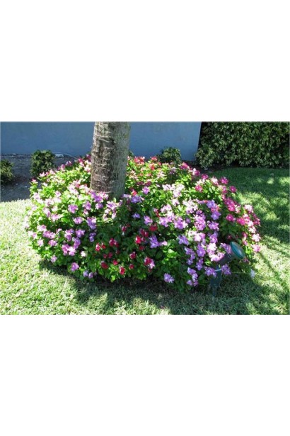 Барвинок маленький Верино в ландшафте