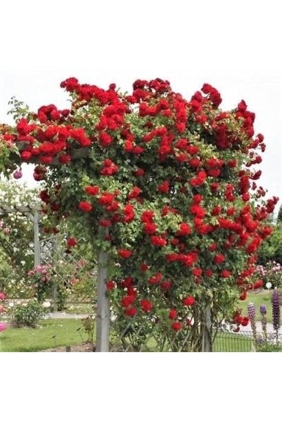 Троянда Симпатія – універсальна для арок і огорож.