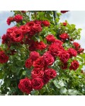 Роза плетистая Симпатия | Троянда плетиста Симпатія | Rosa climber Sympathie