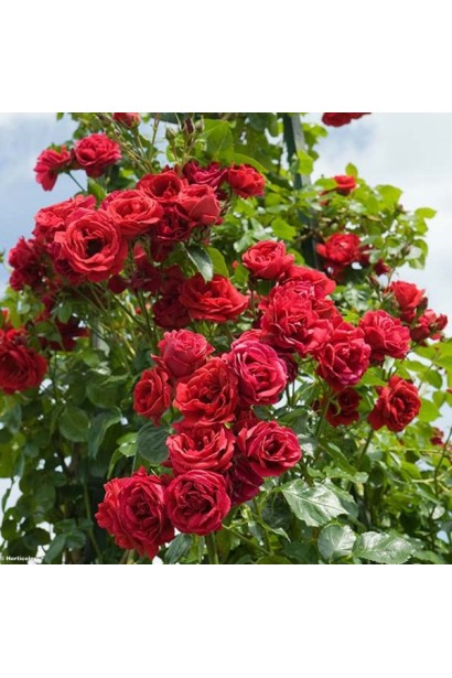 Троянда плетиста Симпатія – рясне цвітіння весь сезон.