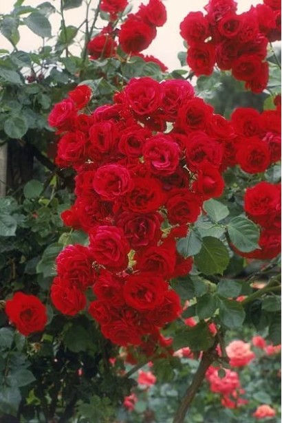 Rosa Sympathie – насичено-червоні квіти на кущі.