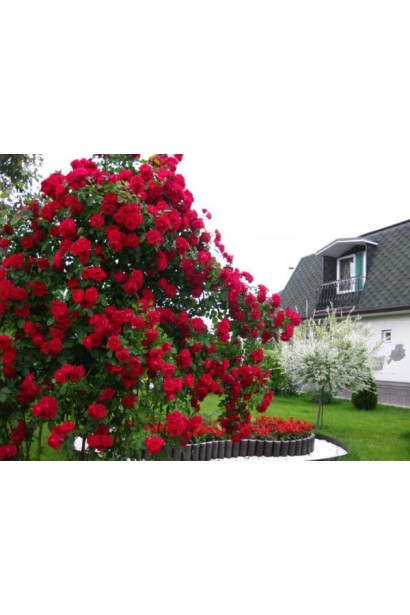 Троянда плетиста Симпатія – розкішна прикраса для саду.