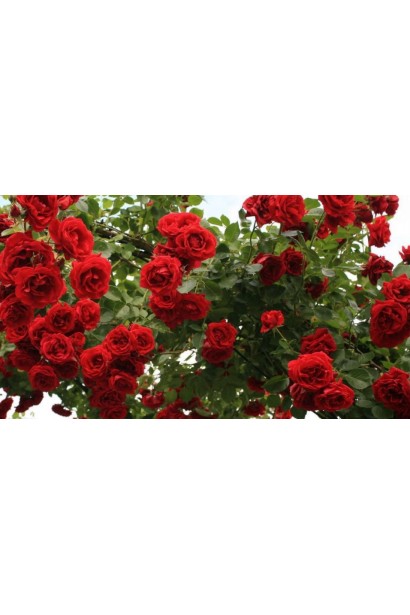 Троянда плетиста Симпатія