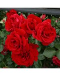 Роза плетистая Симпатия | Троянда плетиста Симпатія | Rosa climber Sympathie