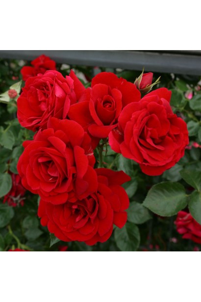 Троянда Симпатія – глибокий червоний колір пелюсток.