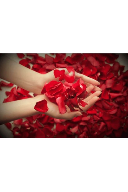 Rosa climber Sympathie