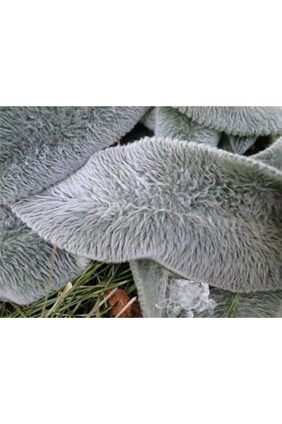 Чистець шерстистий — оксамитове листя для саду.