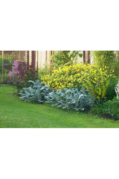 Заячі вушка: м’які листки для стильного саду.