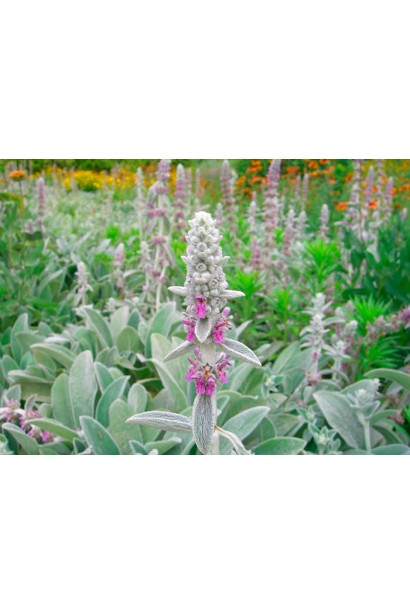 Чистець візантійський/ Стахіс шерстистий