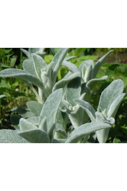 Заячі вушка: декоративна рослина для міксбордерів.