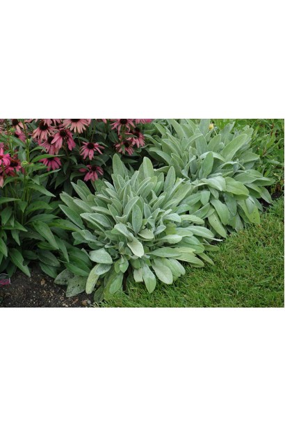 Чистець шерстистий — рослина для сучасного саду.