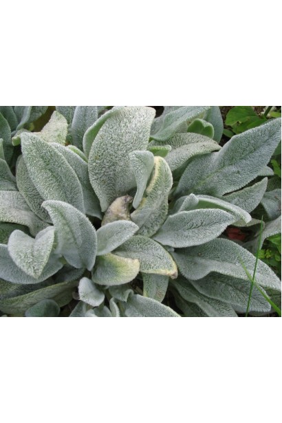 Stachys byzantina — ландшафтна рослина з сріблястим листям.