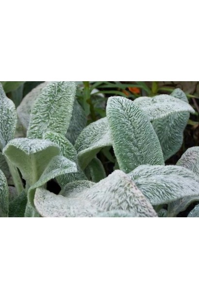 Чистець візантійський — м’яке листя для вашого саду.