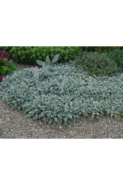 Чистець візантійський: ідеальний вибір для садових композицій.