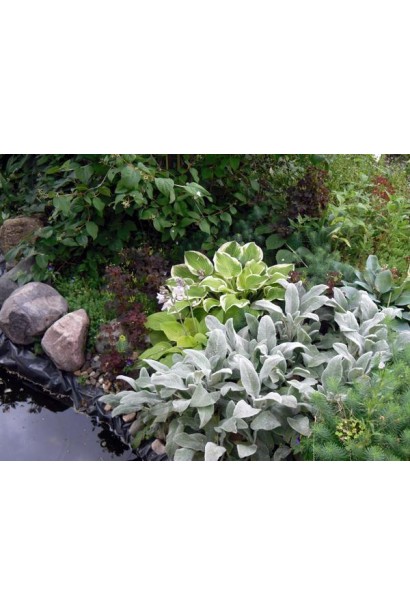 Чистець шерстистий — квіти та листя для садового центру.