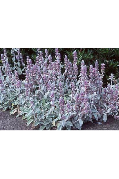 Stachys byzantina — сріблясте листя і ніжні квіти.