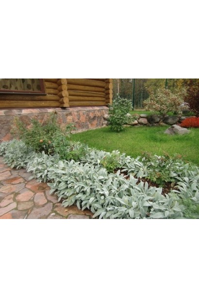Stachys byzantina — декоративні рослини для ландшафтного дизайну.