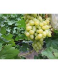 Виноград столовый Аркадия | Виноград столовий Аркадія | Vitis vinifera Arkadiya