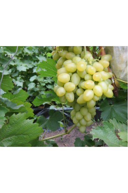 Виноград Arkadiya ранній сорт