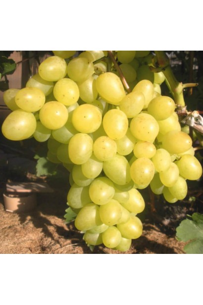 Виноград столовий Аркадія