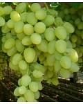 Виноград столовий Аркадія | Виноград столовый Аркадия | Vitis vinifera Arkadiya
