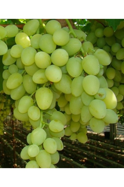 Виноград білий Аркадія великі ягоди