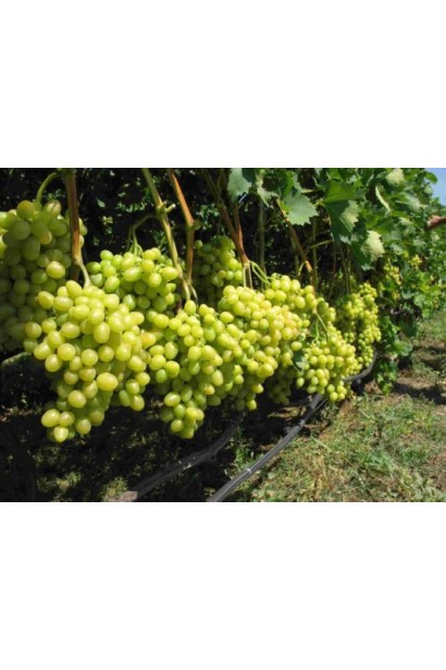 Виноград ранній Аркадія насадження