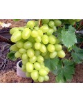 Виноград столовый Аркадия | Виноград столовий Аркадія | Vitis vinifera Arkadiya