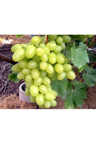 Виноград столовий Аркадія