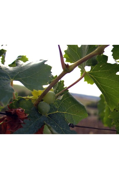 Виноград Аркадія велике п’ятилопасне листя