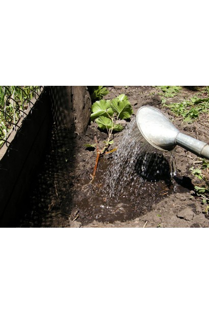 Посадка і полив виноградного куща