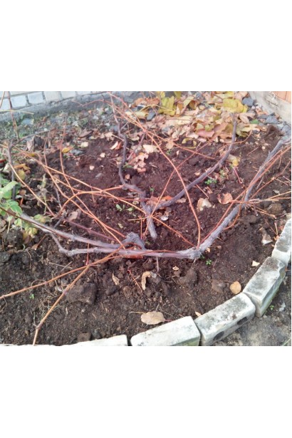 Виноград Аркадія гнучкі пагони восени