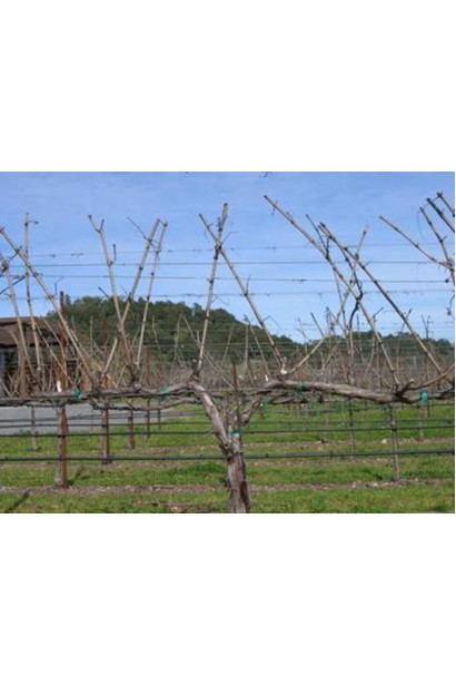 Vitis vinifera Arkadiya