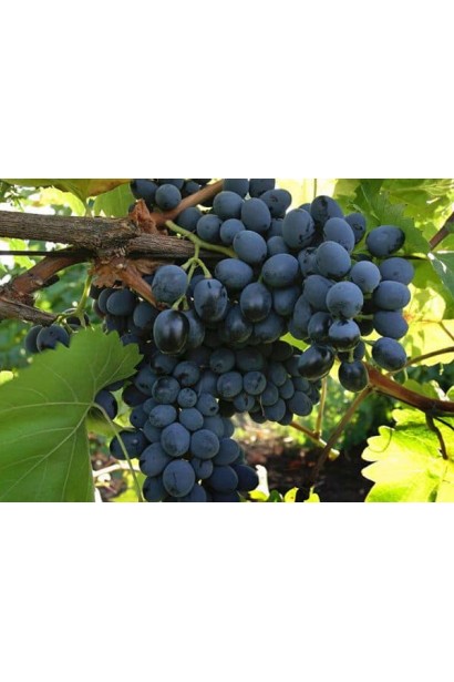 Виноград синій пізній сорт