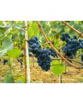 Виноград столовый Молдова | Виноград столовий Молдова | Vitis vinifera Moldova