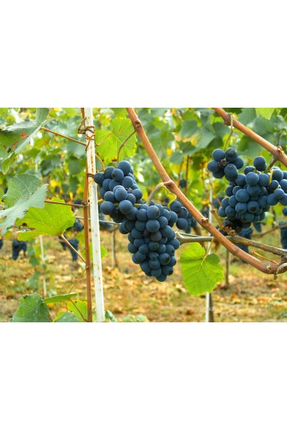 Виноград Циганочка 