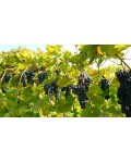 Виноград столовий Молдова | Виноград столовый Молдова | Vitis vinifera Moldova