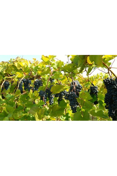 Грона  Vitis Moldova