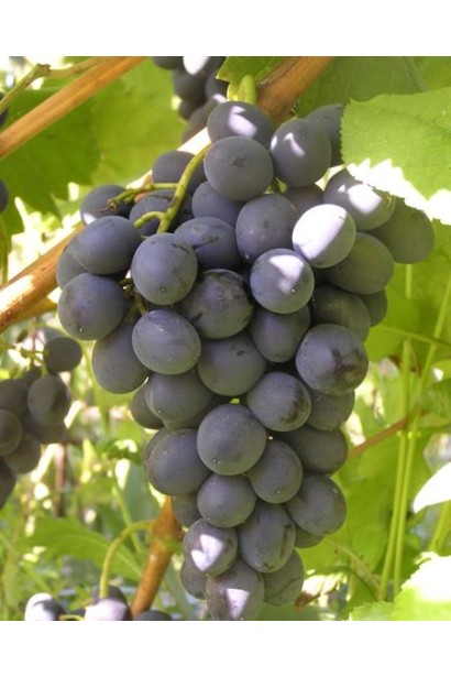 Виноград столовий Молдова