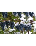 Виноград столовый Молдова | Виноград столовий Молдова | Vitis vinifera Moldova