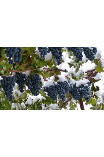  Vitis vinifera Moldova