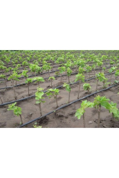 Виноградна плантація молоді саджанці