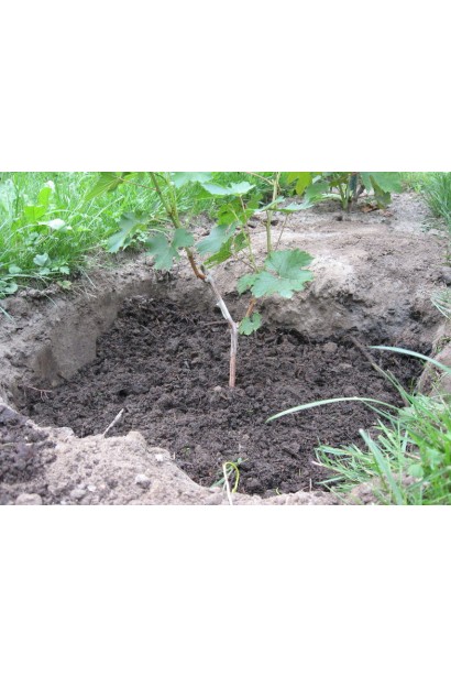 Посадка виноградного куща Молдова