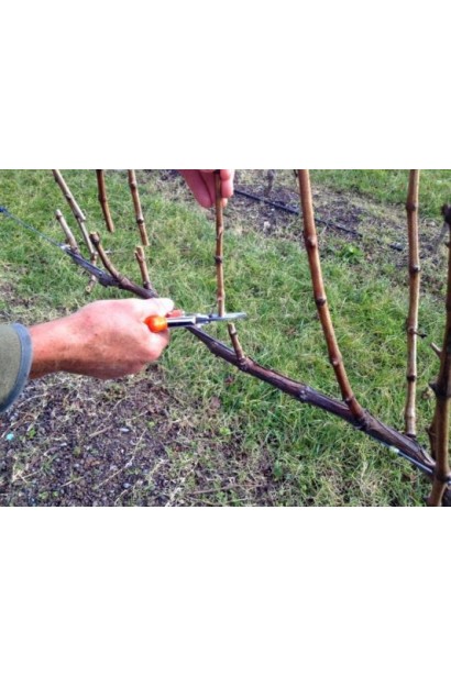 Обрізка виноргадної лози