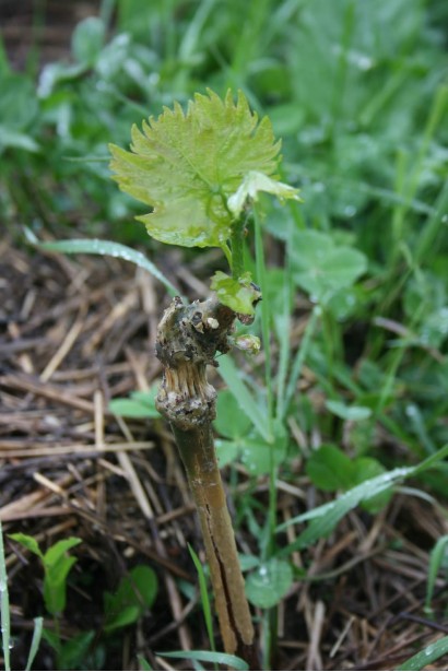 Виноград столовий Молдова саджанець